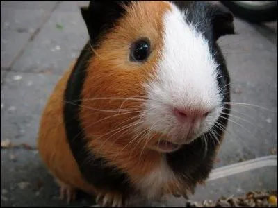 Parmi ces races, laquelle n'existe pas ?