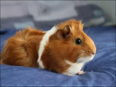 Pour quelle raison majeure critique-t-on souvent les cochons d'Inde ?