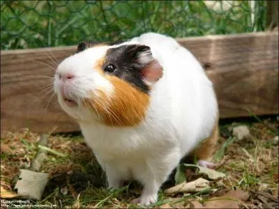 Est-ce que les cochons d'Inde sont-ils adapts  vivre  l'extrieur ?