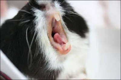 Parmi ces signes, lequel nous prouve qu'un cochon d'Inde est en mauvaise sant ?