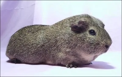 Comment se nomme la race de ce cochon d'Inde prsent sur cette photo ?