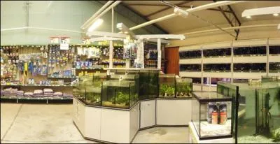 Quel dfaut principal reproche-t-on aux animaleries concernant l'levage des cochons d'Inde ?