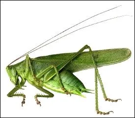 C'est bien connu, la sauterelle verte est carnivore !