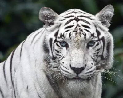 A quoi reconnat-on qu'un tigre est blanc ou albinos ?
