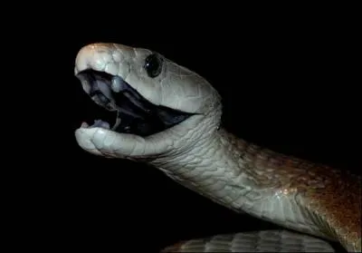 Pourquoi appelle-t-on ce serpent  black mamba  ?