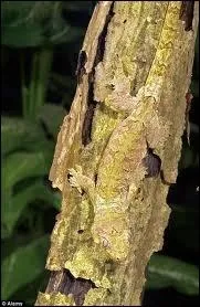 Quel animal est camoufl sur cette branche ?