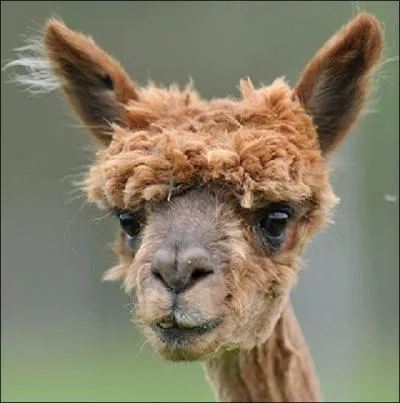 C'est un quiz facile, que vous allez rsoudre ...