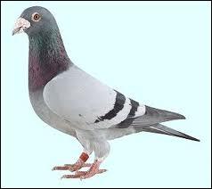 Un des membre du groupe a pour habitude de prnommer tous les pigeons qu'il voit   Kevin . Qui est-ce ?