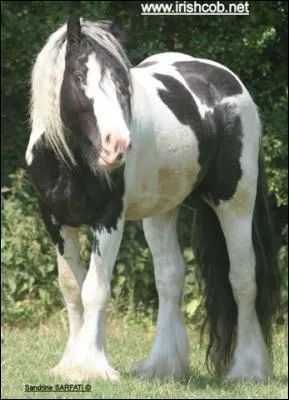 Quelle est la race de ce cheval ?