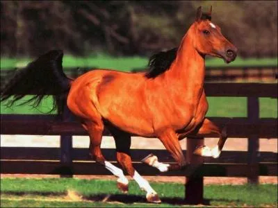 Quelle est la race de ce cheval ?