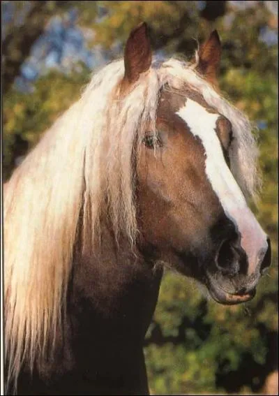 Quelle est la race de ce cheval ?