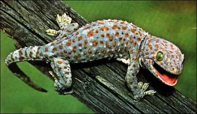 Quel est ce reptile ?