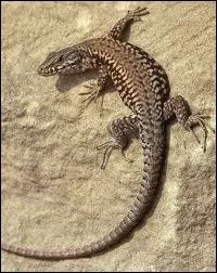 Quel est ce reptile ?