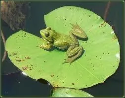 Quel est ce batracien ?