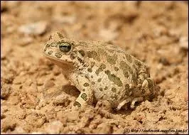 Quel est ce batracien ?