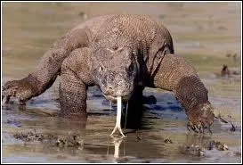 Quel est ce reptile ?