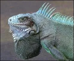 Quel est ce reptile ?