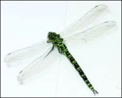 Quel insecte est bien orthographi ?