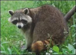 Connaissez-vous l'orthographe exacte de ce mammifre omnivore ?