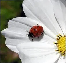 Quel animal est pos sur la tulipe ?
