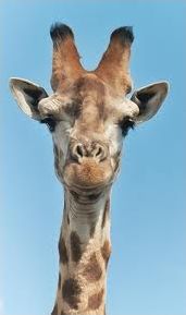 Quiz Animaux