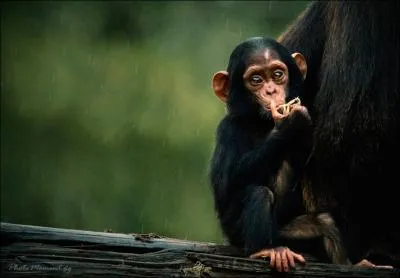 Je vis en Afrique, et il m'arrive d'organiser des chasses aux singes plus petits !