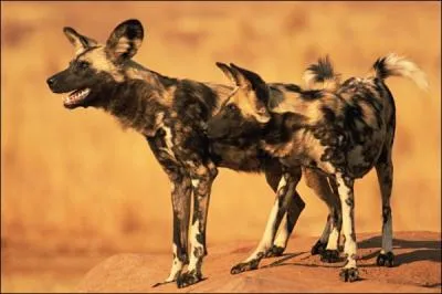 C'est dans les plaines africaines que je chasse en meute !