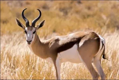Je suis un animal africain, capable de bons impressionnants, le gupard me mets souvent  son menu !