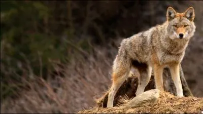 Ne me confondez pas avec mon cousin qui chasse en meute, je suis opportuniste et je chasse plutt seul ou avec ma femelle, en Amrique du Nord !