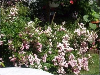 La race est difficile  exterminer, que faire de plus ?