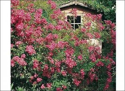 Le rosier est toujours l, que pouvez-vous faire encore pour tenter de vous en dbarrasser ?