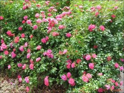 En dernier recours, que pouvez-vous aussi essayer ?