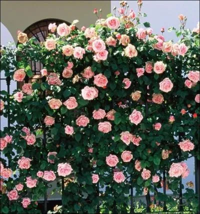 Une autre solution peut galement aider  l'exterminer :