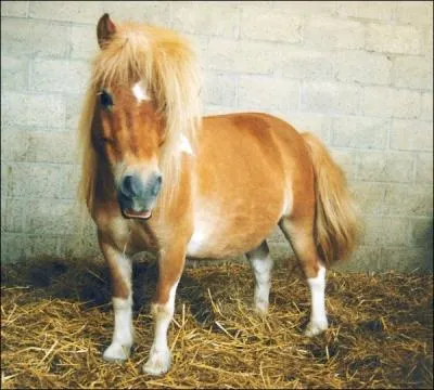 Quelle est cette race ?