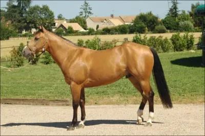 Quelle est cette race ?