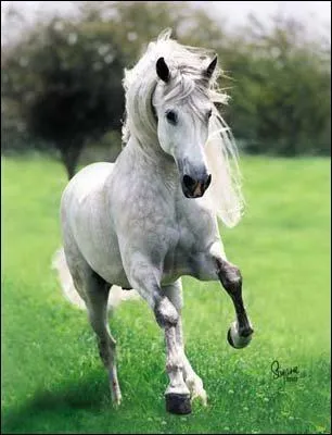 Quelle est cette race ?