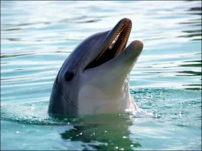 Un dauphin vit  l'tat sauvage environ 30 ans, mais en captivit combien d'anne vit-il ?