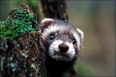Un putois peut vivre environ 5 ans dans la nature, tandis qu'en captivit il vivra :
