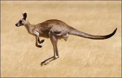 Pour finir, le kangourou vit en captivit environ 25 ans, mais dans la nature combien d'anne vit-il ?