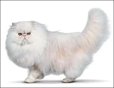 De quelle race est ce chat ?