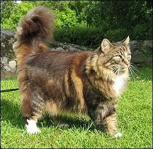 De quel pays le chat Norsk skaugkatt provient-il ? De...