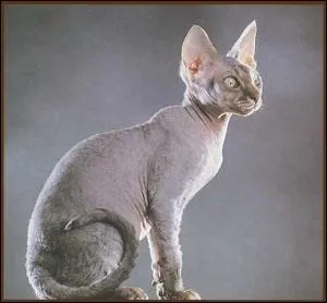 Sur la photo ci-contre, est-ce un sphinx ?