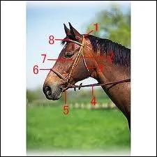 Quelle est la partie numro 6 de ce filet ?