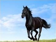 Quiz Galop 2