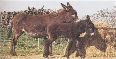 De quelle race d'ne s'agit-il ?