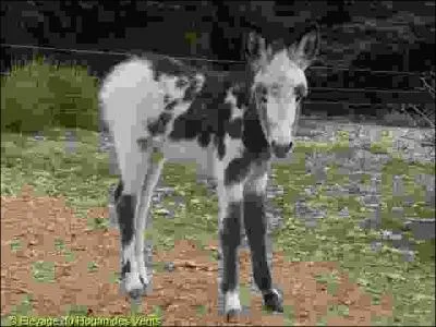 De quelle race d'ne s'agit-il ?