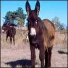 De quelle race d'ne s'agit-il ?