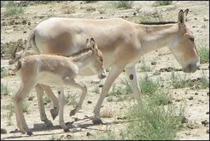 De quelle race d'ne s'agit-il ?