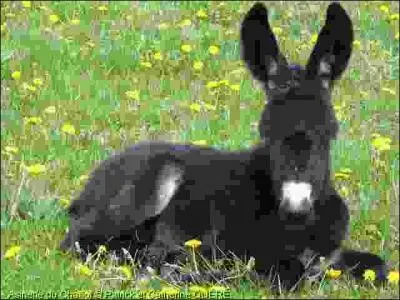 De quelle race d'ne s'agit-il ?