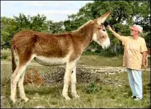 De quelle race d'ne s'agit-il ?